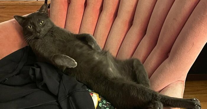 51 Funny Pets Who Clearly Missed The Memo On How To Sit, Stand, Or Exist Normally