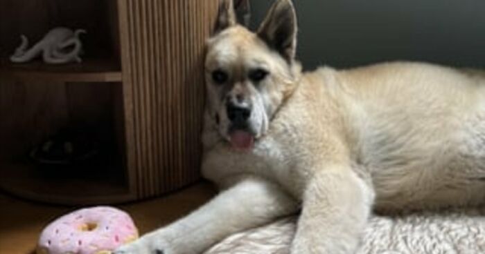 51 Funny Pets Who Clearly Missed The Memo On How To Sit, Stand, Or Exist Normally