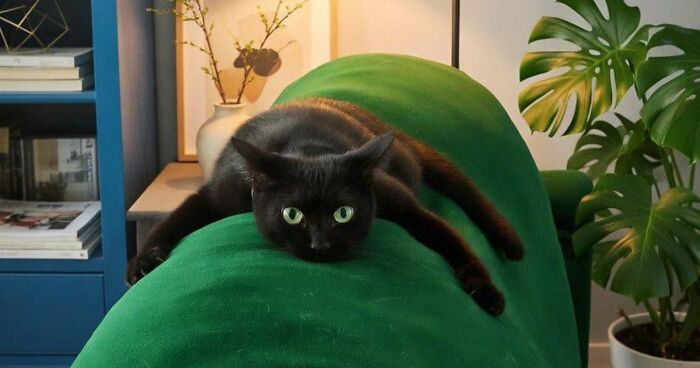 51 Funny Pets Who Clearly Missed The Memo On How To Sit, Stand, Or Exist Normally
