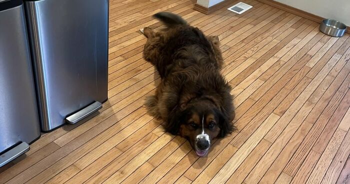 51 Funny Pets Who Clearly Missed The Memo On How To Sit, Stand, Or Exist Normally