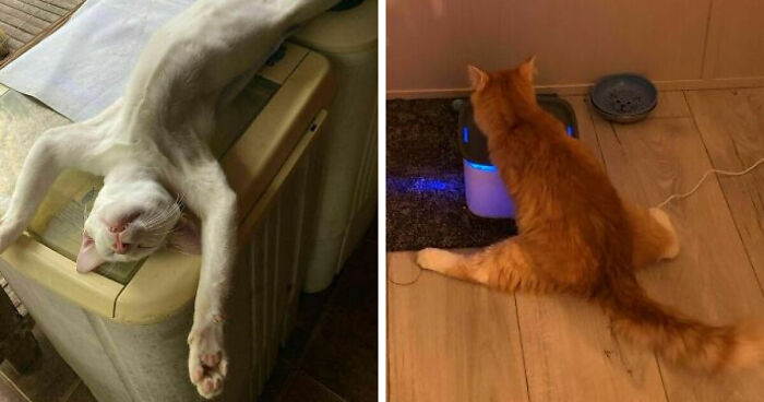 51 Funny Pets Who Clearly Missed The Memo On How To Sit, Stand, Or Exist Normally