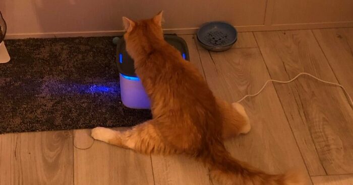 51 Funny Pets Who Clearly Missed The Memo On How To Sit, Stand, Or Exist Normally