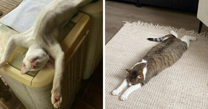 51 Funny Pets Who Clearly Missed The Memo On How To Sit, Stand, Or Exist Normally