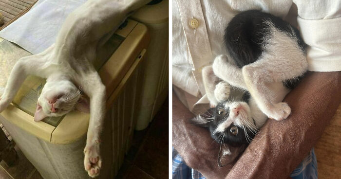 51 Funny Pets Who Clearly Missed The Memo On How To Sit, Stand, Or Exist Normally