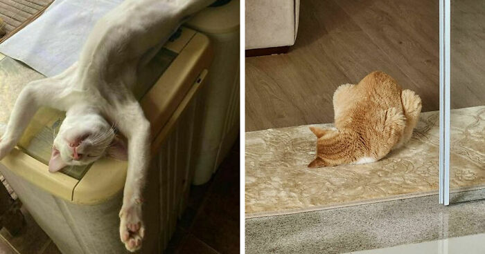 51 Funny Pets Who Clearly Missed The Memo On How To Sit, Stand, Or Exist Normally