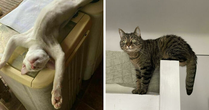 51 Funny Pets Who Clearly Missed The Memo On How To Sit, Stand, Or Exist Normally