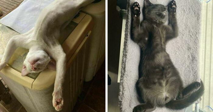 51 Funny Pets Who Clearly Missed The Memo On How To Sit, Stand, Or Exist Normally