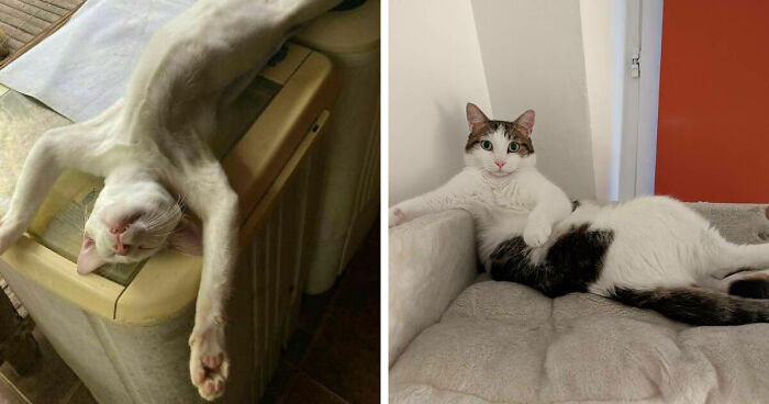 51 Funny Pets Who Clearly Missed The Memo On How To Sit, Stand, Or Exist Normally