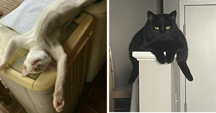 51 Funny Pets Who Clearly Missed The Memo On How To Sit, Stand, Or Exist Normally