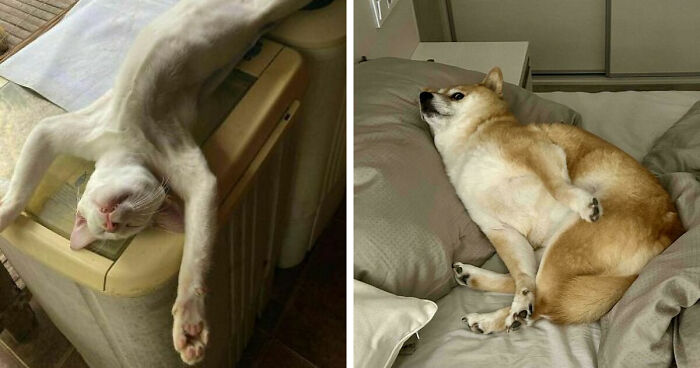 51 Funny Pets Who Clearly Missed The Memo On How To Sit, Stand, Or Exist Normally