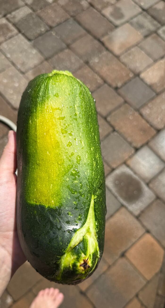 Close-up of a hand holding a zucchini with a yellow patch