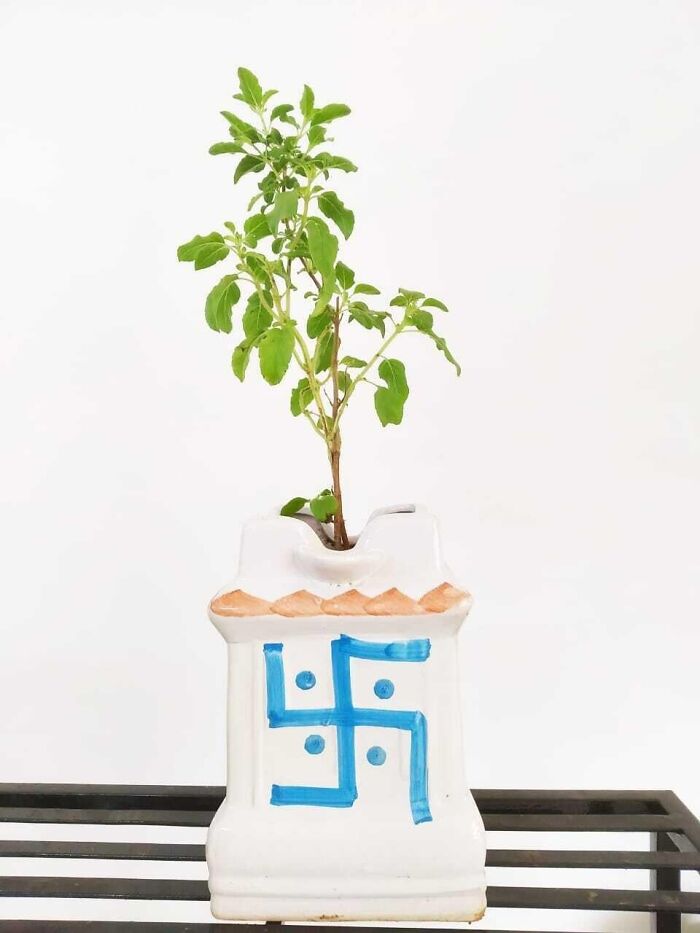 White ceramic pot with green plant featuring blue traditional swastika symbol
