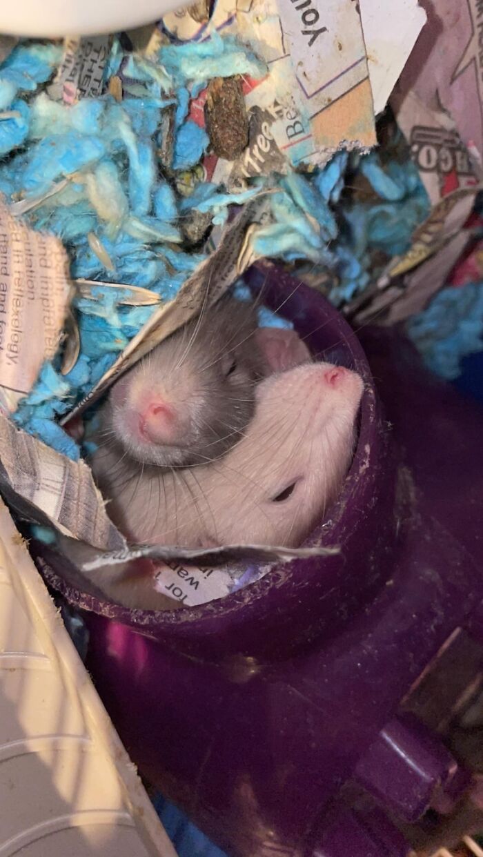 Two rattlesnakes cuddled in shredded newspaper bedding