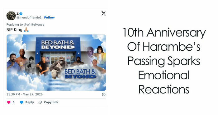 From Viral Memes To Heartfelt Tributes, Harambe’s 10th Anniversary Sparks Frenzy With White House In The Mix