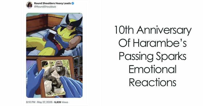 From Viral Memes To Heartfelt Tributes, Harambe’s 10th Anniversary Sparks Frenzy With White House In The Mix