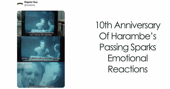 From Viral Memes To Heartfelt Tributes, Harambe’s 10th Anniversary Sparks Frenzy With White House In The Mix