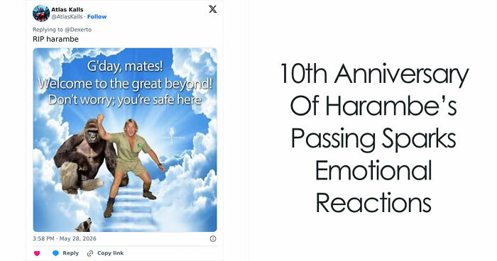 From Viral Memes To Heartfelt Tributes, Harambe’s 10th Anniversary Sparks Frenzy With White House In The Mix