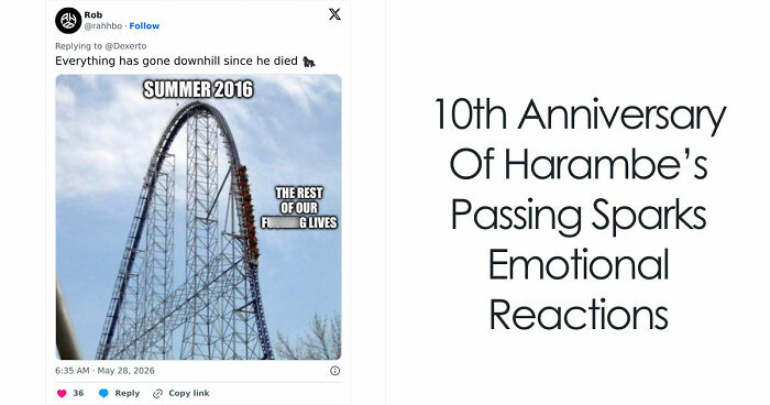 From Viral Memes To Heartfelt Tributes, Harambe’s 10th Anniversary Sparks Frenzy With White House In The Mix