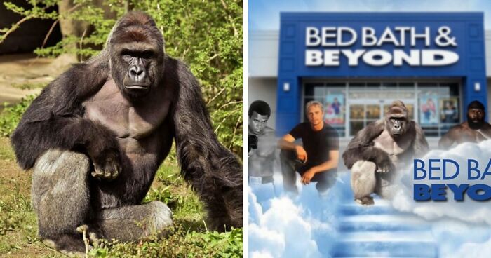 From Viral Memes To Heartfelt Tributes, Harambe’s 10th Anniversary Sparks Frenzy With White House In The Mix