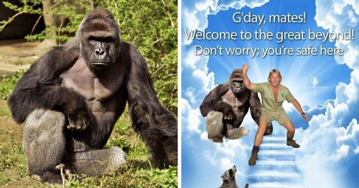 From Viral Memes To Heartfelt Tributes, Harambe’s 10th Anniversary Sparks Frenzy With White House In The Mix