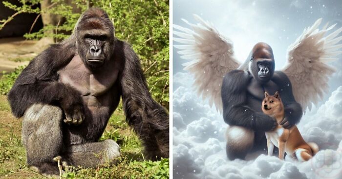 From Viral Memes To Heartfelt Tributes, Harambe’s 10th Anniversary Sparks Frenzy With White House In The Mix