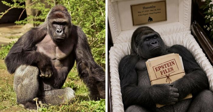 From Viral Memes To Heartfelt Tributes, Harambe’s 10th Anniversary Sparks Frenzy With White House In The Mix