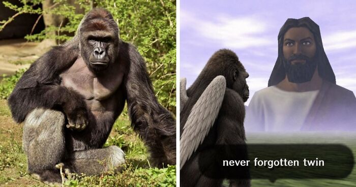 From Viral Memes To Heartfelt Tributes, Harambe’s 10th Anniversary Sparks Frenzy With White House In The Mix