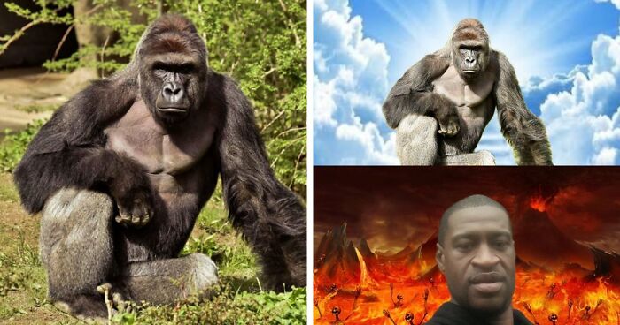 From Viral Memes To Heartfelt Tributes, Harambe’s 10th Anniversary Sparks Frenzy With White House In The Mix