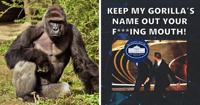 From Viral Memes To Heartfelt Tributes, Harambe’s 10th Anniversary Sparks Frenzy With White House In The Mix