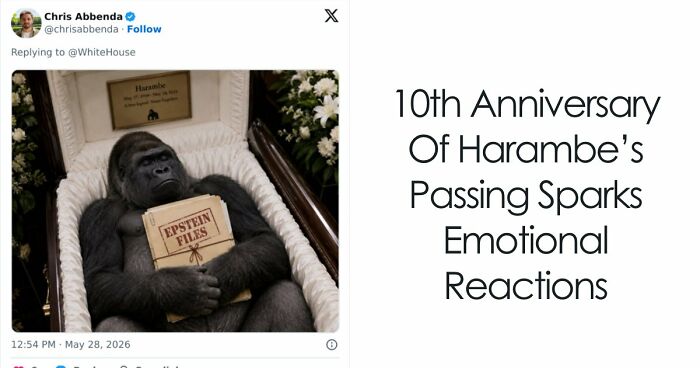 From Viral Memes To Heartfelt Tributes, Harambe’s 10th Anniversary Sparks Frenzy With White House In The Mix