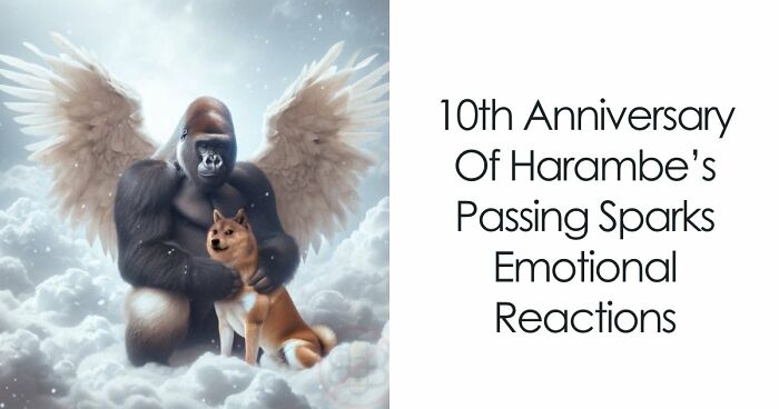 From Viral Memes To Heartfelt Tributes, Harambe’s 10th Anniversary Sparks Frenzy With White House In The Mix