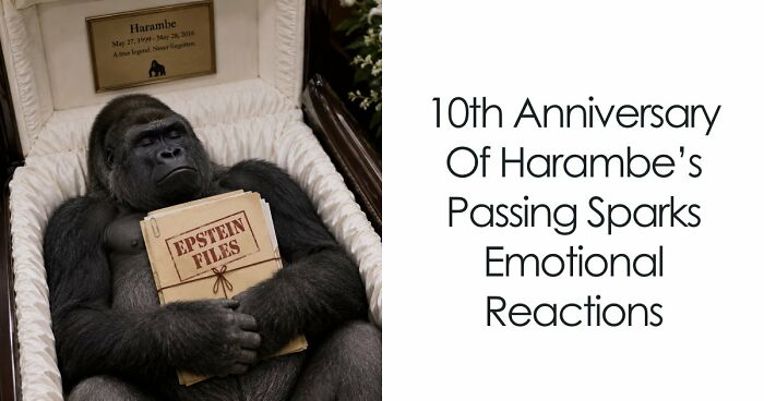 From Viral Memes To Heartfelt Tributes, Harambe’s 10th Anniversary Sparks Frenzy With White House In The Mix