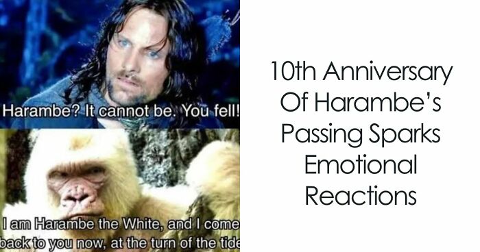From Viral Memes To Heartfelt Tributes, Harambe’s 10th Anniversary Sparks Frenzy With White House In The Mix