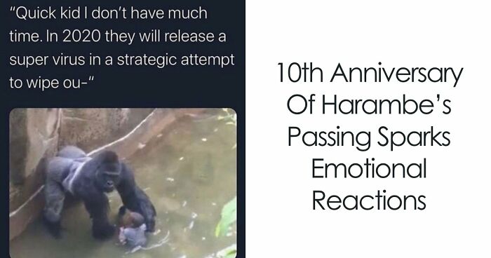 From Viral Memes To Heartfelt Tributes, Harambe’s 10th Anniversary Sparks Frenzy With White House In The Mix