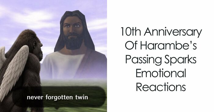 From Viral Memes To Heartfelt Tributes, Harambe’s 10th Anniversary Sparks Frenzy With White House In The Mix