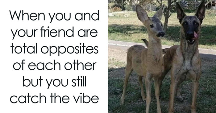 If You Had A Rough Month, These Animal Memes Might Help You Feel A Little Better (New Pics)