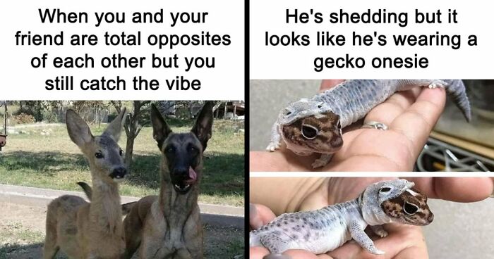 If You Had A Rough Month, These Animal Memes Might Help You Feel A Little Better (New Pics)