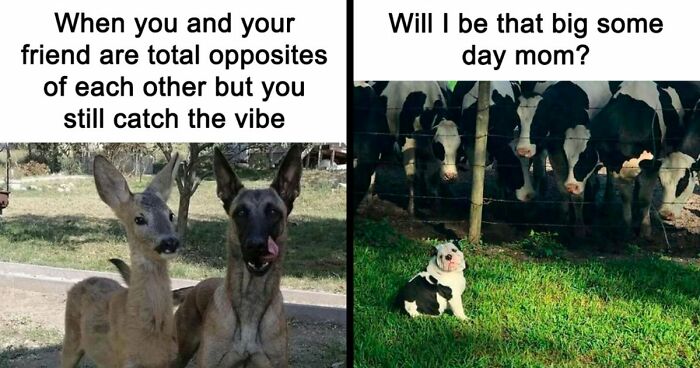If You Had A Rough Month, These Animal Memes Might Help You Feel A Little Better (New Pics)