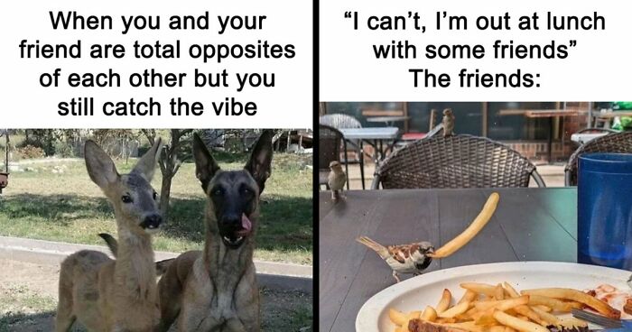 If You Had A Rough Month, These Animal Memes Might Help You Feel A Little Better (New Pics)