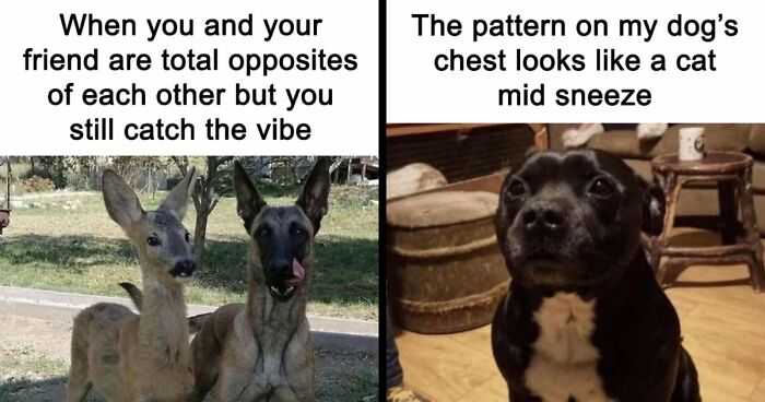 If You Had A Rough Month, These Animal Memes Might Help You Feel A Little Better (New Pics)