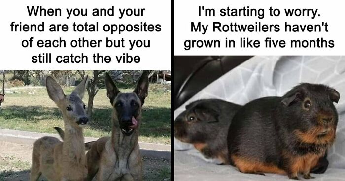 If You Had A Rough Month, These Animal Memes Might Help You Feel A Little Better (New Pics)