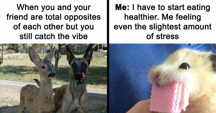 If You Had A Rough Month, These Animal Memes Might Help You Feel A Little Better (New Pics)