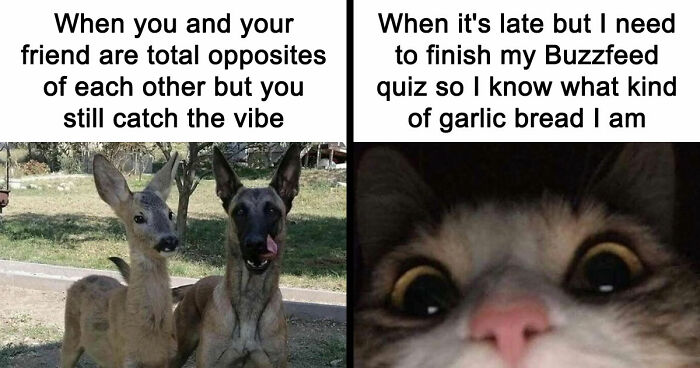 If You Had A Rough Month, These Animal Memes Might Help You Feel A Little Better (New Pics)