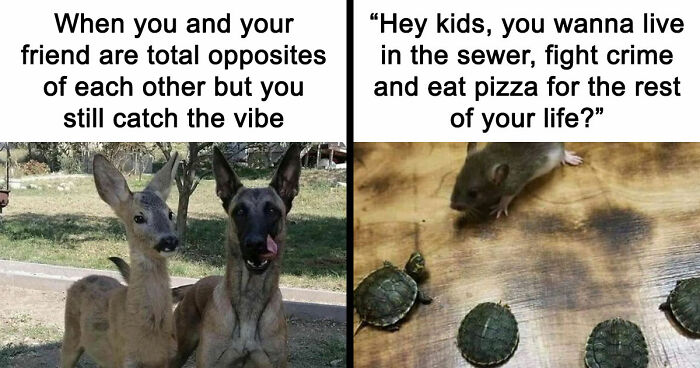 If You Had A Rough Month, These Animal Memes Might Help You Feel A Little Better (New Pics)