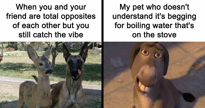 If You Had A Rough Month, These Animal Memes Might Help You Feel A Little Better (New Pics)