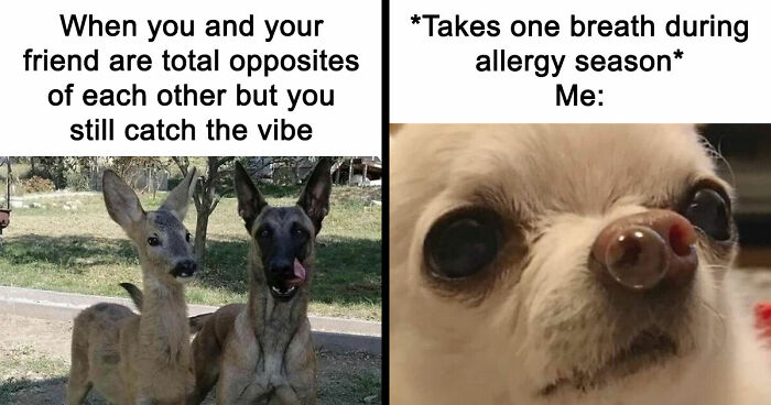 If You Had A Rough Month, These Animal Memes Might Help You Feel A Little Better (New Pics)