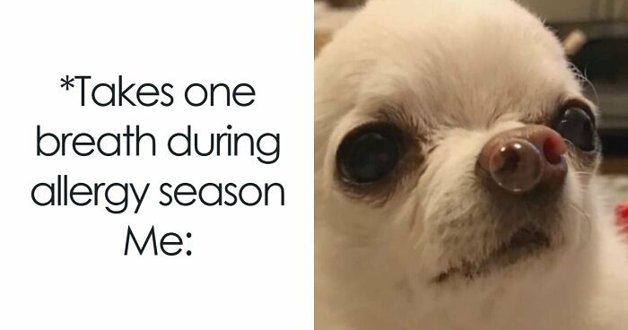 If You Had A Rough Month, These Animal Memes Might Help You Feel A Little Better (New Pics)