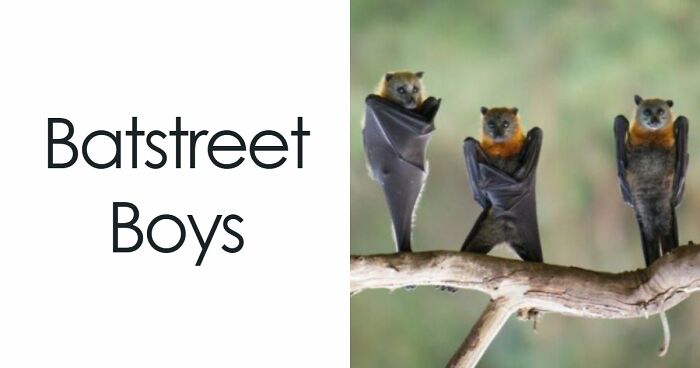 If You Had A Rough Month, These Animal Memes Might Help You Feel A Little Better (New Pics)