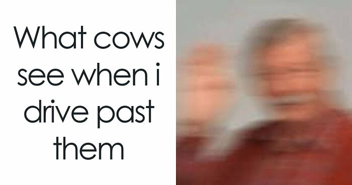 If You Had A Rough Month, These Animal Memes Might Help You Feel A Little Better (New Pics)