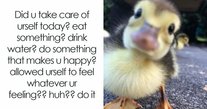 If You Had A Rough Month, These Animal Memes Might Help You Feel A Little Better (New Pics)